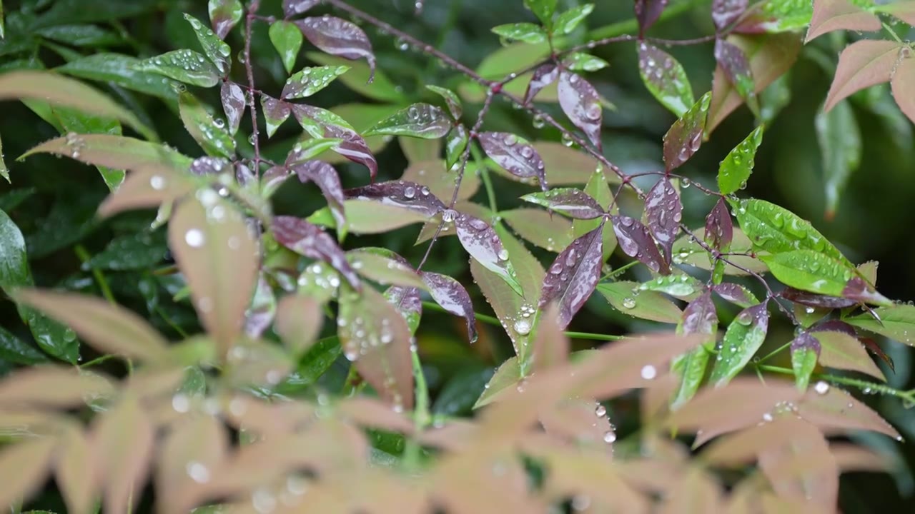 雨景治愈系风景 雨声水滴湿润清新凉爽慢镜空镜 （背景鸟鸣叫 雨滴答声）视频下载