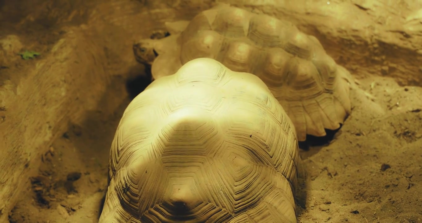 中国重庆市动物园的陆地乌龟视频下载
