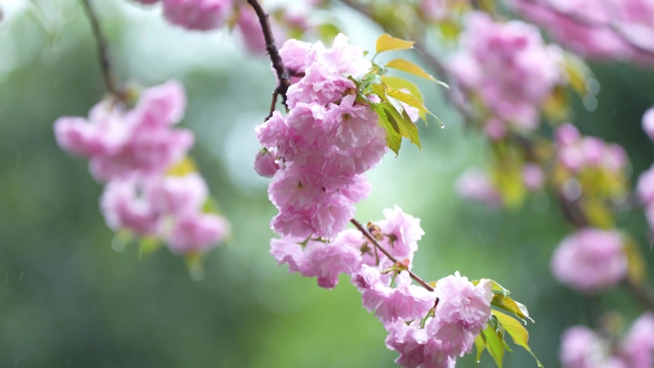 下雨中的樱花 植物 雨滴清新谷雨春分 治愈系风景视频素材