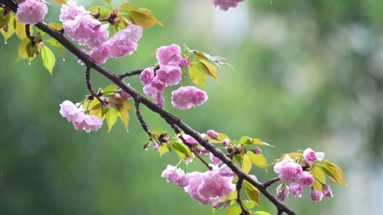 下雨中的樱花 植物 雨滴清新谷雨春分 治愈系风景视频下载