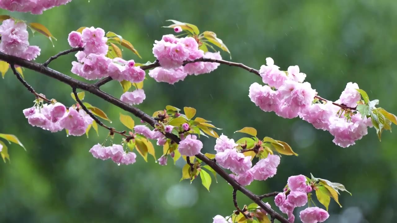 下雨中的樱花 植物 雨滴清新谷雨春分 治愈系风景视频素材
