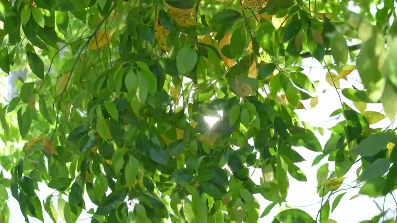 阳光透过风吹树叶的间隙 光束视频下载