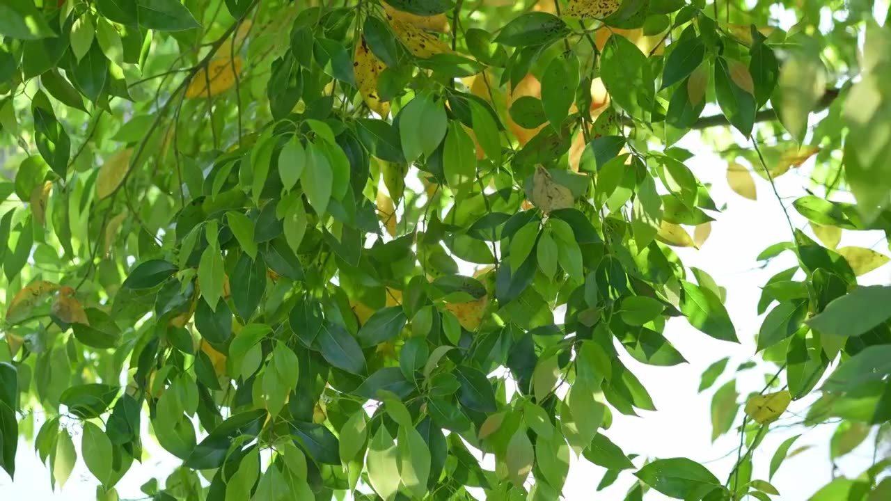 阳光透过风吹树叶的间隙 光束视频下载