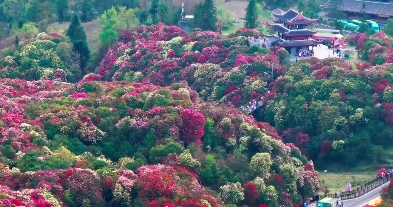 贵州毕节百里杜鹃景区航拍视频下载