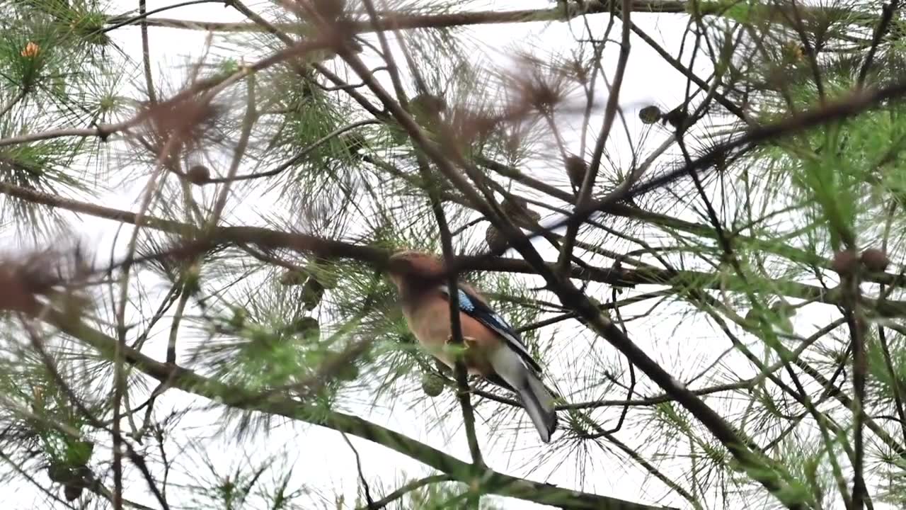 松树上松鴉跳跃飞行视频下载