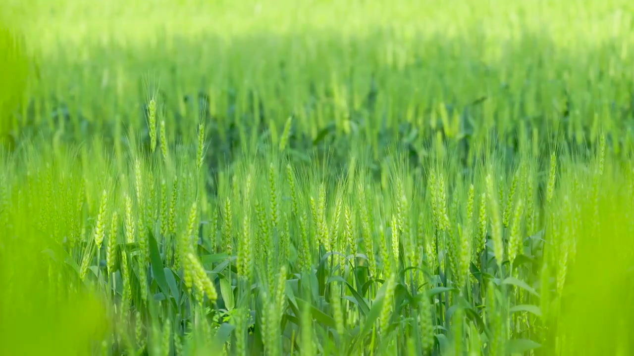 阳光下的田野，生长中的绿色麦田麦穗视频下载