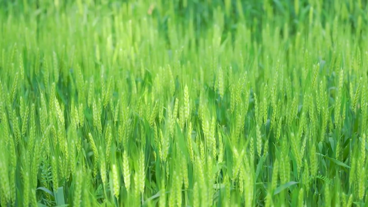 阳光下的田野，生长中的绿色麦田麦穗视频下载