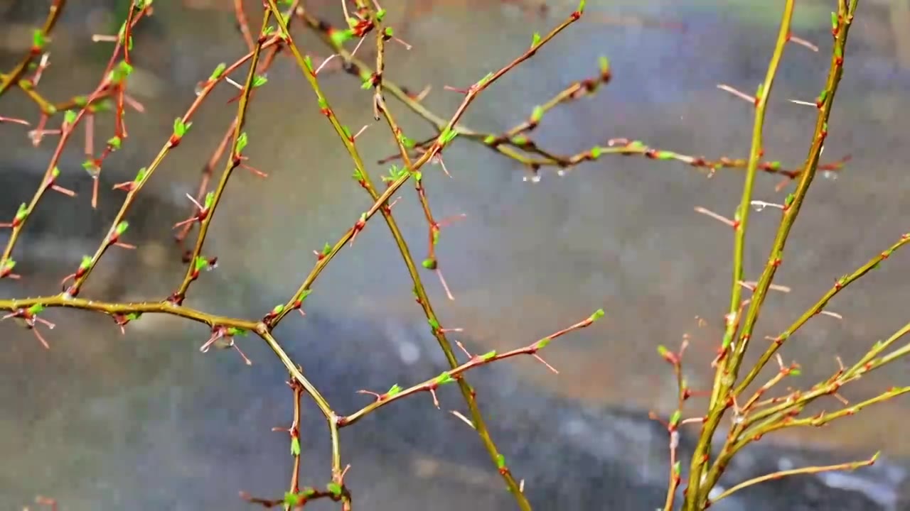 春天立春节气树枝上刚刚发芽的绿色嫩芽视频素材