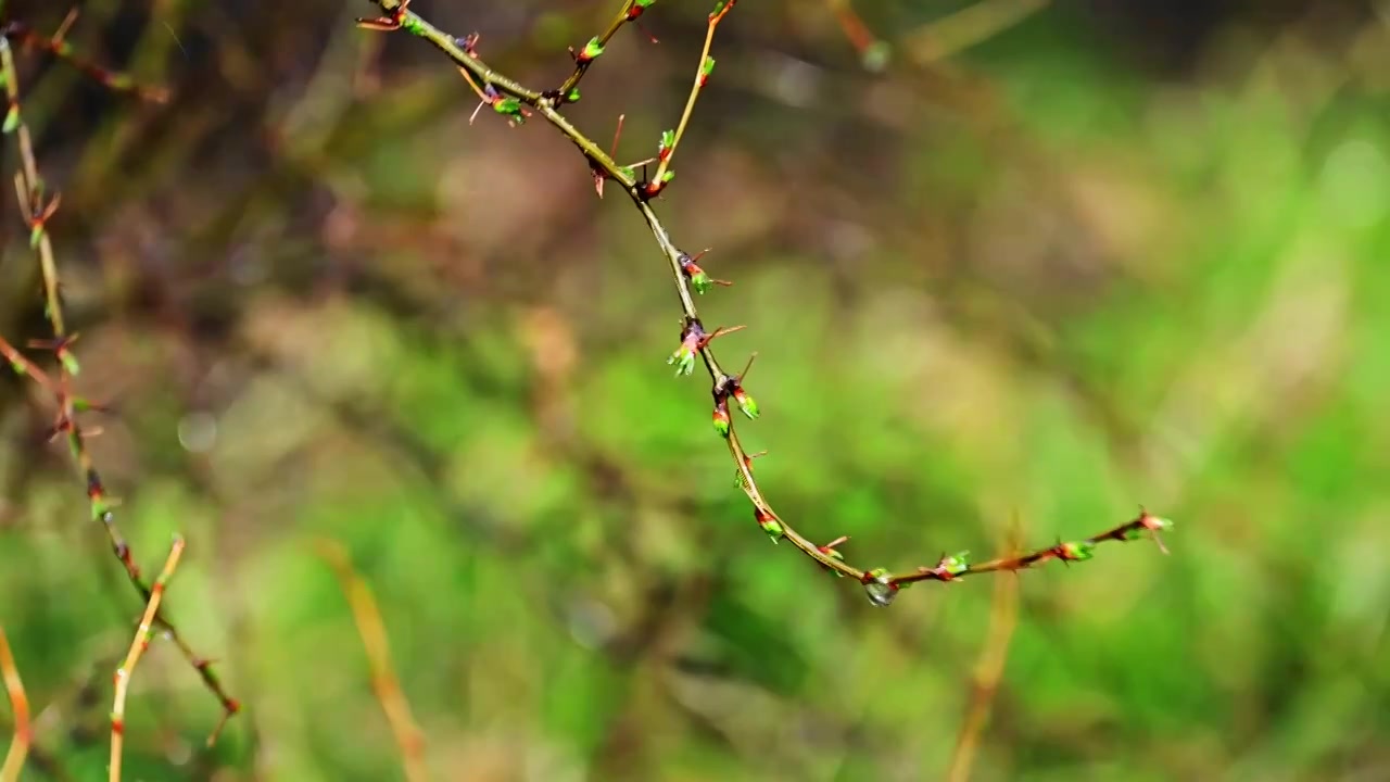 春天立春节气树枝上刚刚发芽的绿色嫩芽视频素材