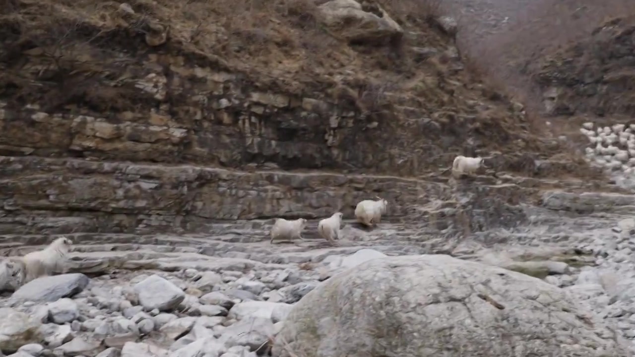 山谷里的羊群视频下载