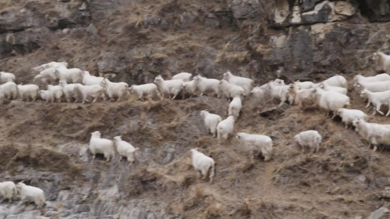 山谷里的羊群视频素材