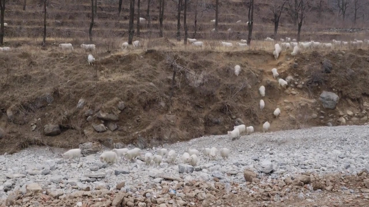 山谷里的羊群视频素材