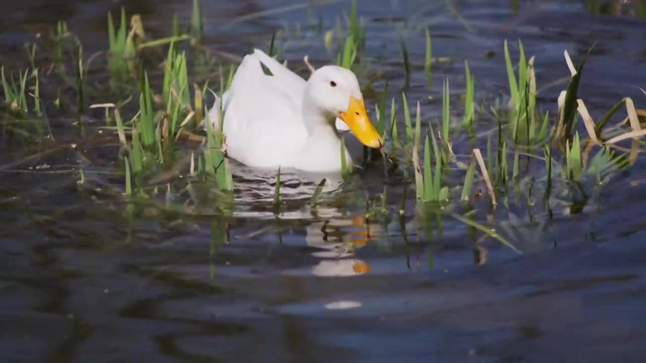 湖里的鸭子视频下载