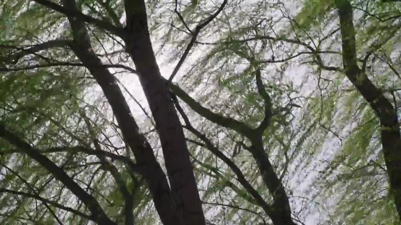 逆光下发芽的柳树视频下载