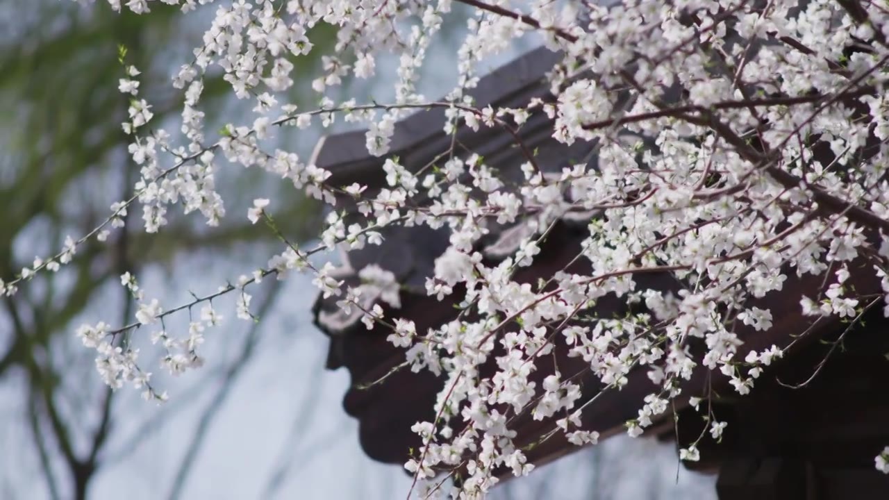 春天里的花朵视频下载