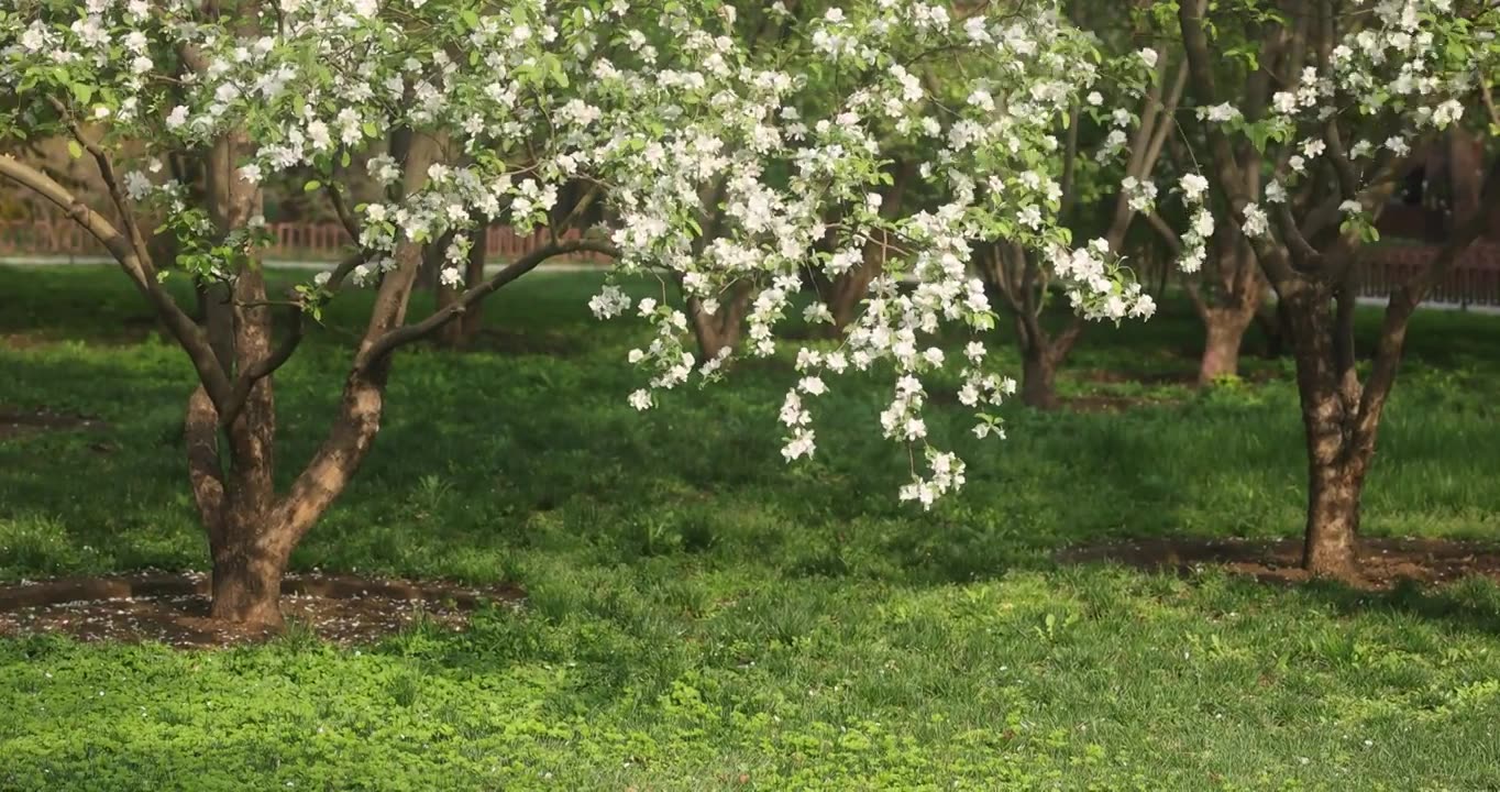 春天公园草地上的海棠树视频素材