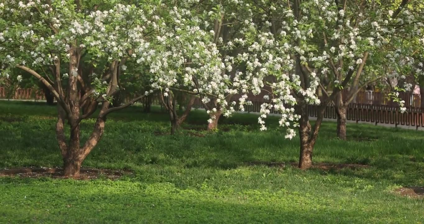 春天公园草地上的海棠树视频素材