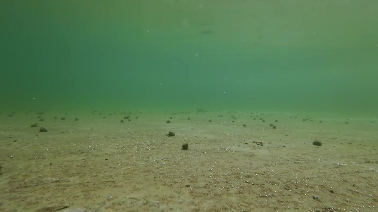 清澈见底的河流中小鱼游动背景视频下载
