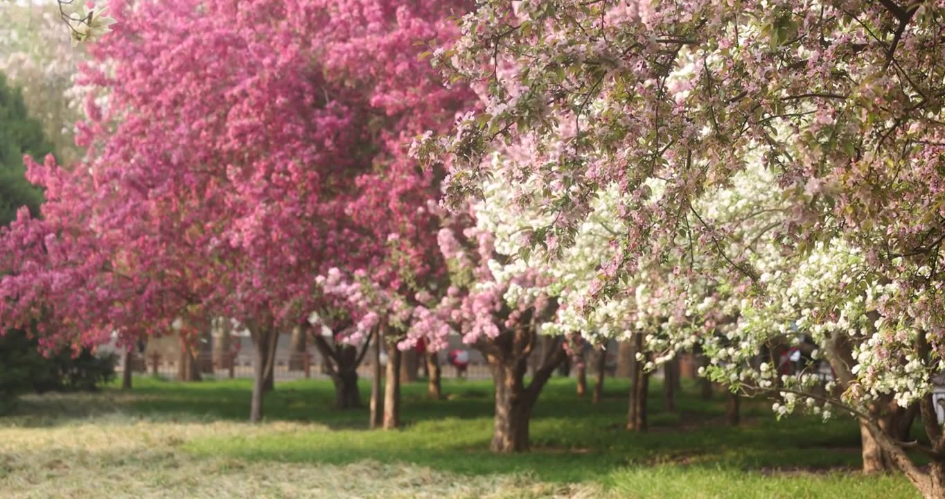 春天公园里的树开花了视频下载