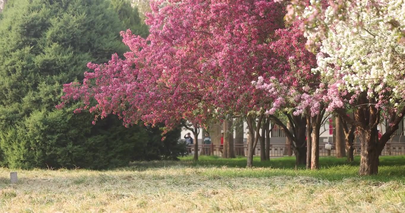 春天公园里的树开花了视频下载