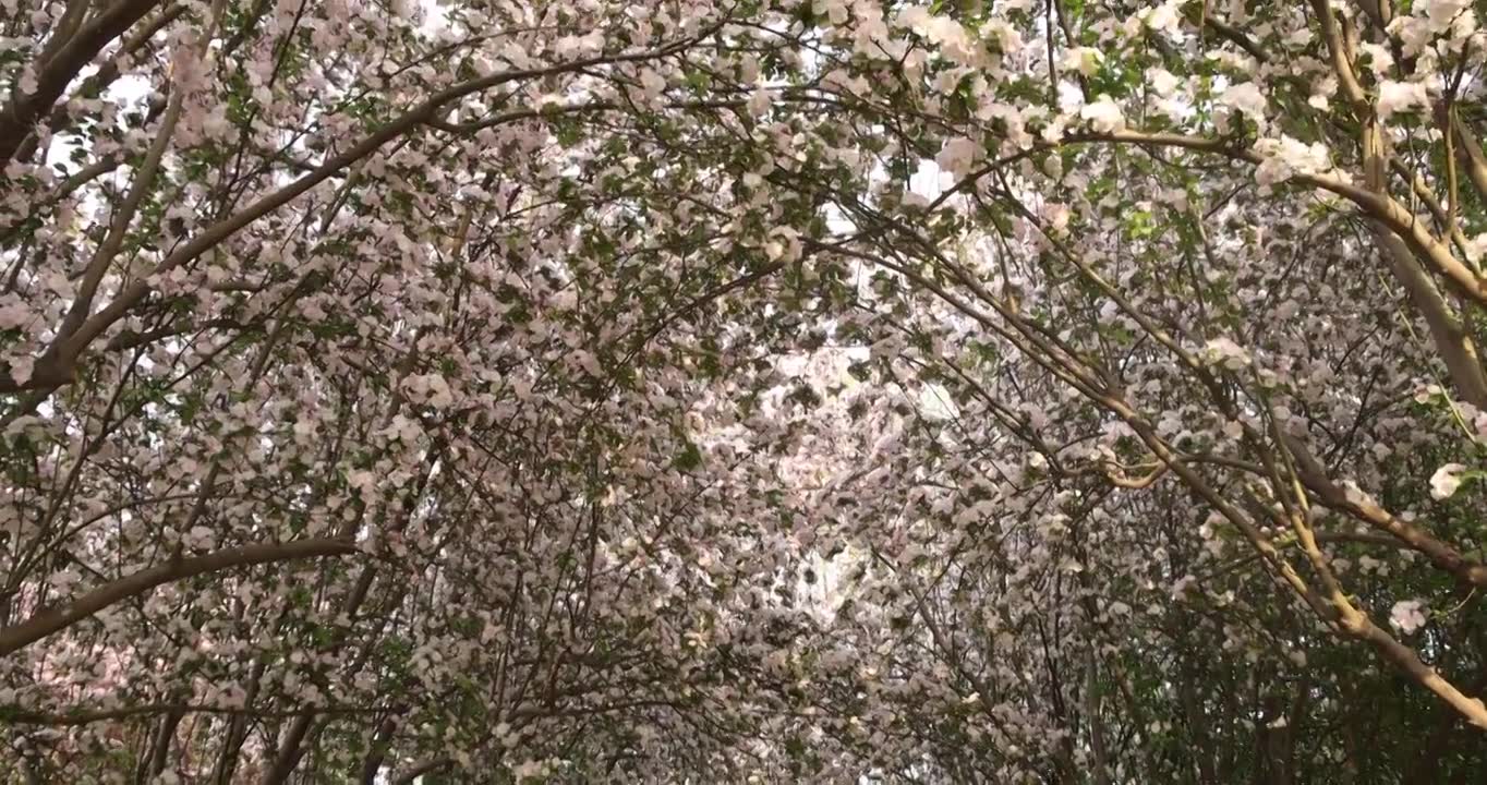 春天公园里的树开花了视频素材