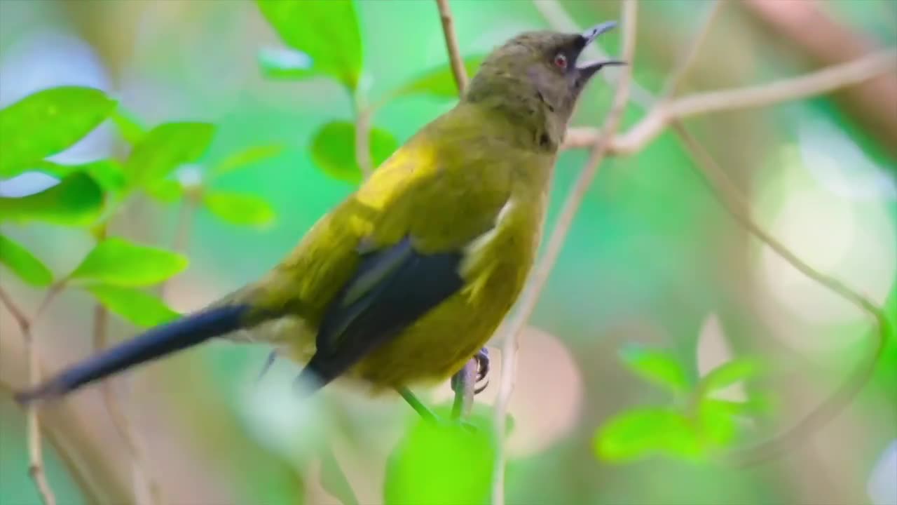 新西兰钟鸟须吸蜜鸟合集视频下载