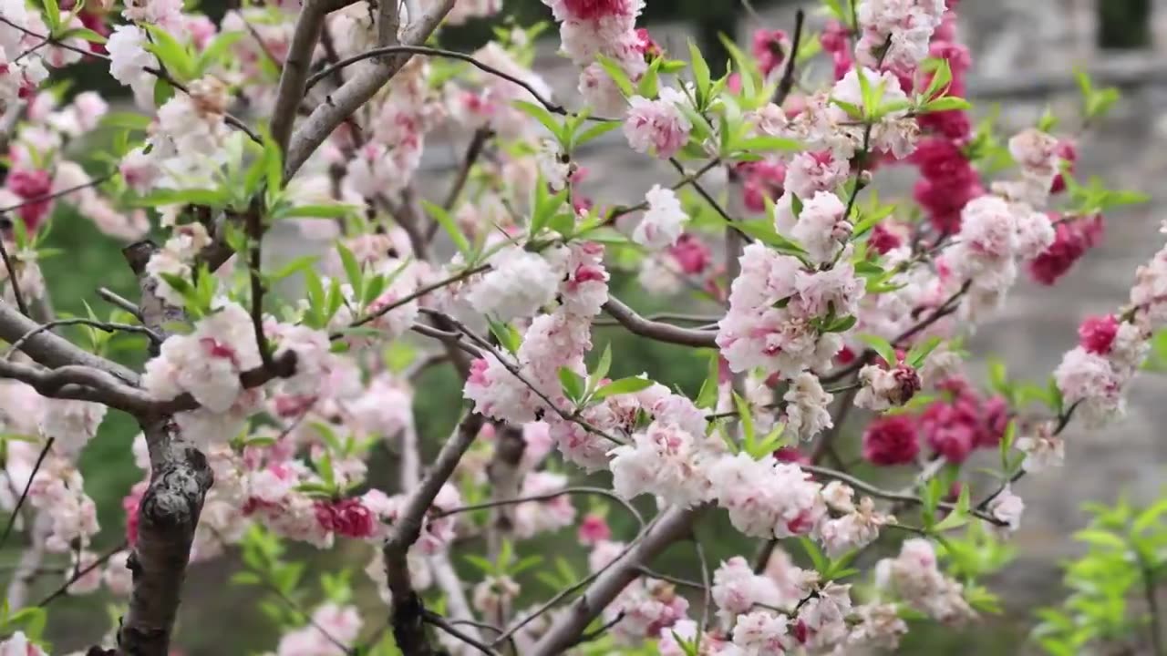 南京春天的花视频下载