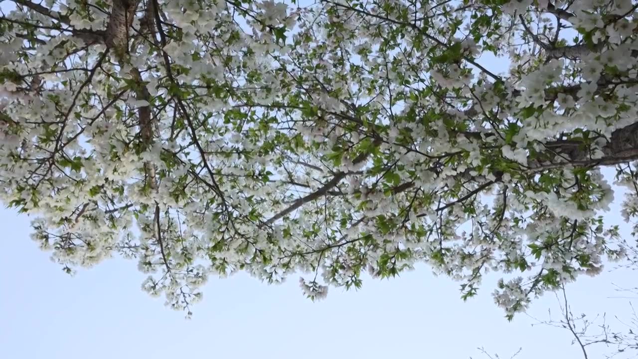 唯美白色樱花春天绽放视频下载