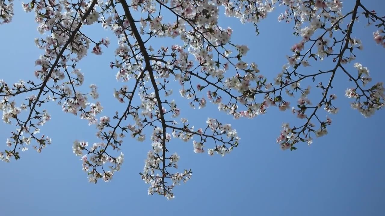 唯美白色樱花春天绽放视频下载
