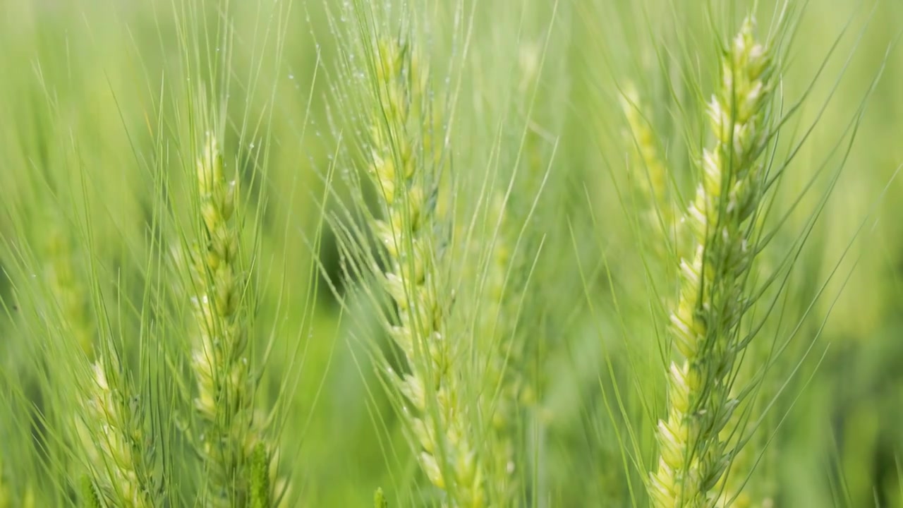 阳光下生长的绿色小麦麦田麦穗视频下载