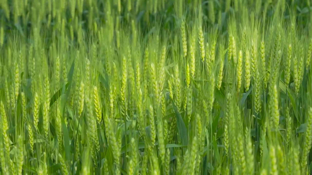 阳光下生长的绿色小麦麦田麦穗视频下载