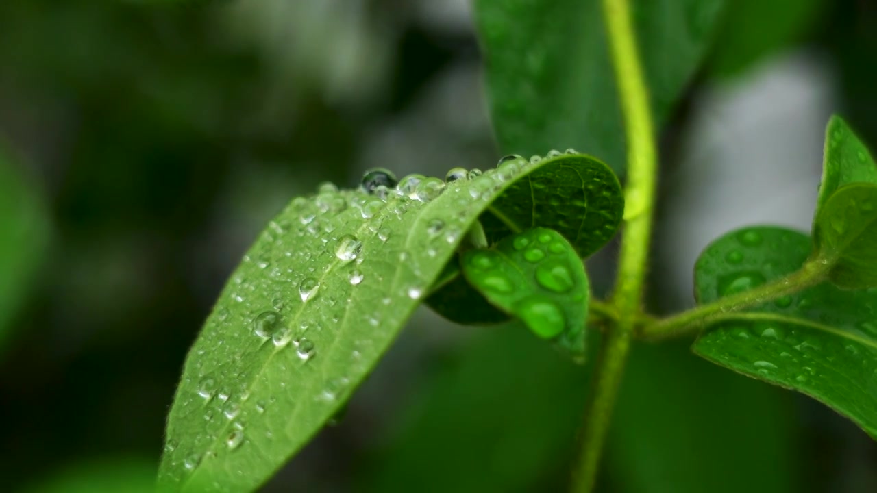 春天下雨天植物叶子雨滴雨水水珠的自然治愈风景视频下载