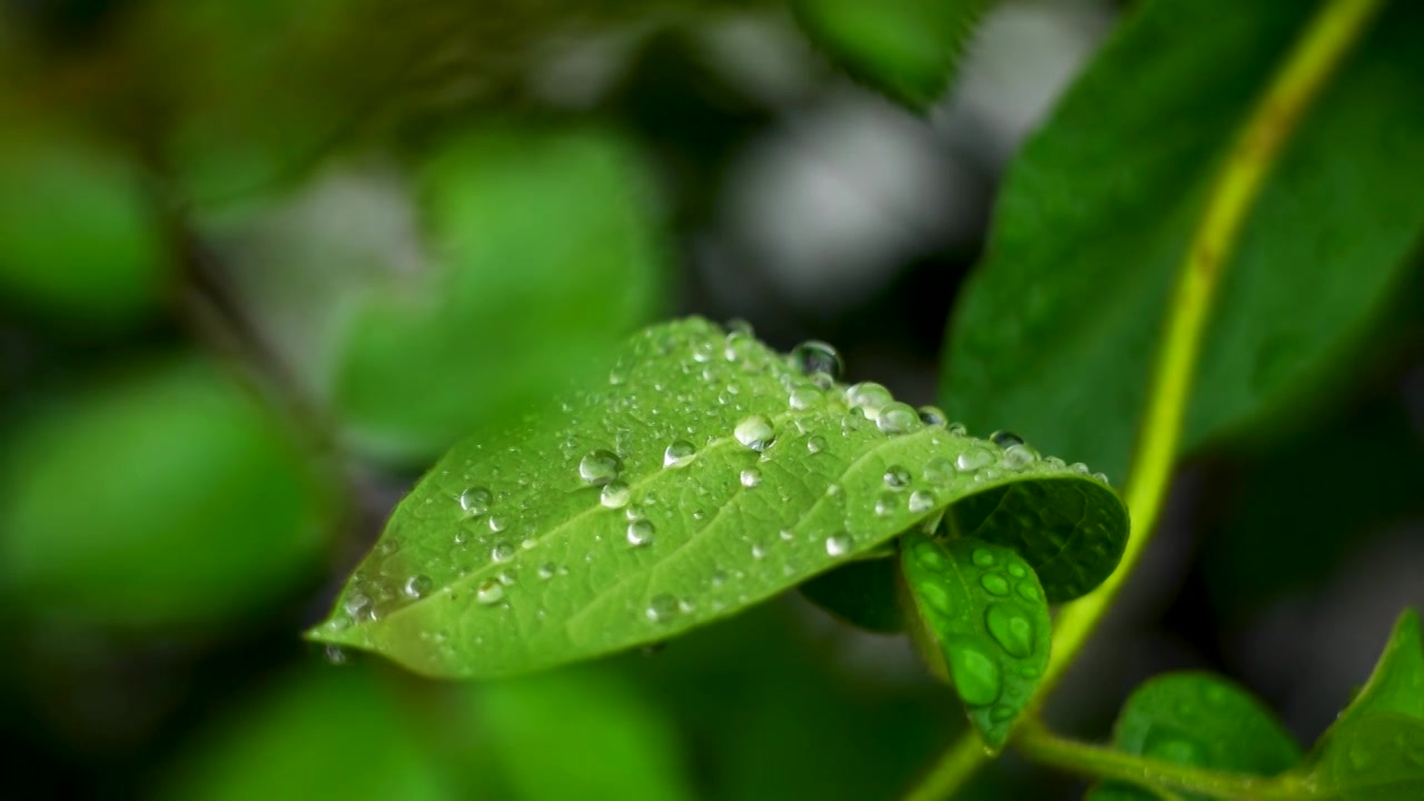 春天下雨天植物叶子雨滴雨水水珠的自然治愈风景视频下载