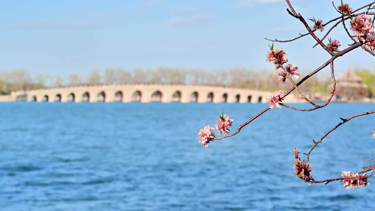 春天盛开的梅花和北京颐和园十七孔桥视频下载