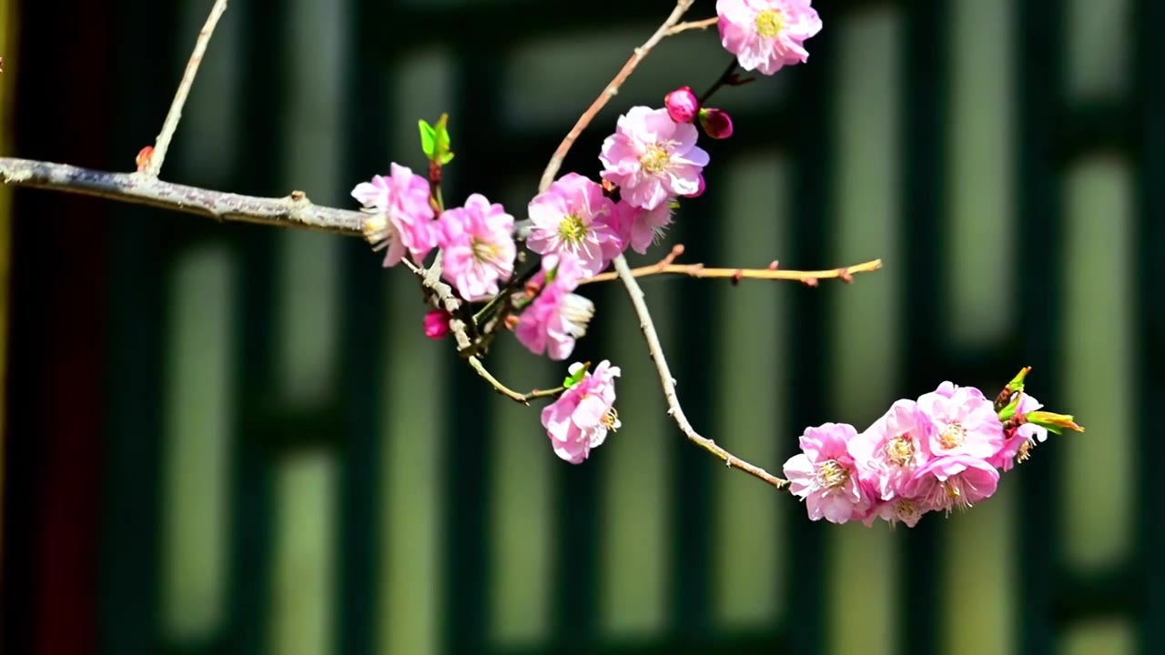 春天北京颐和园中式古建筑前盛开的樱花桃花梅花视频素材
