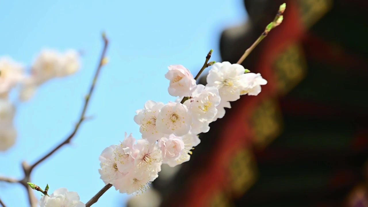 春天北京颐和园中式古建筑前盛开的樱花桃花梅花视频素材