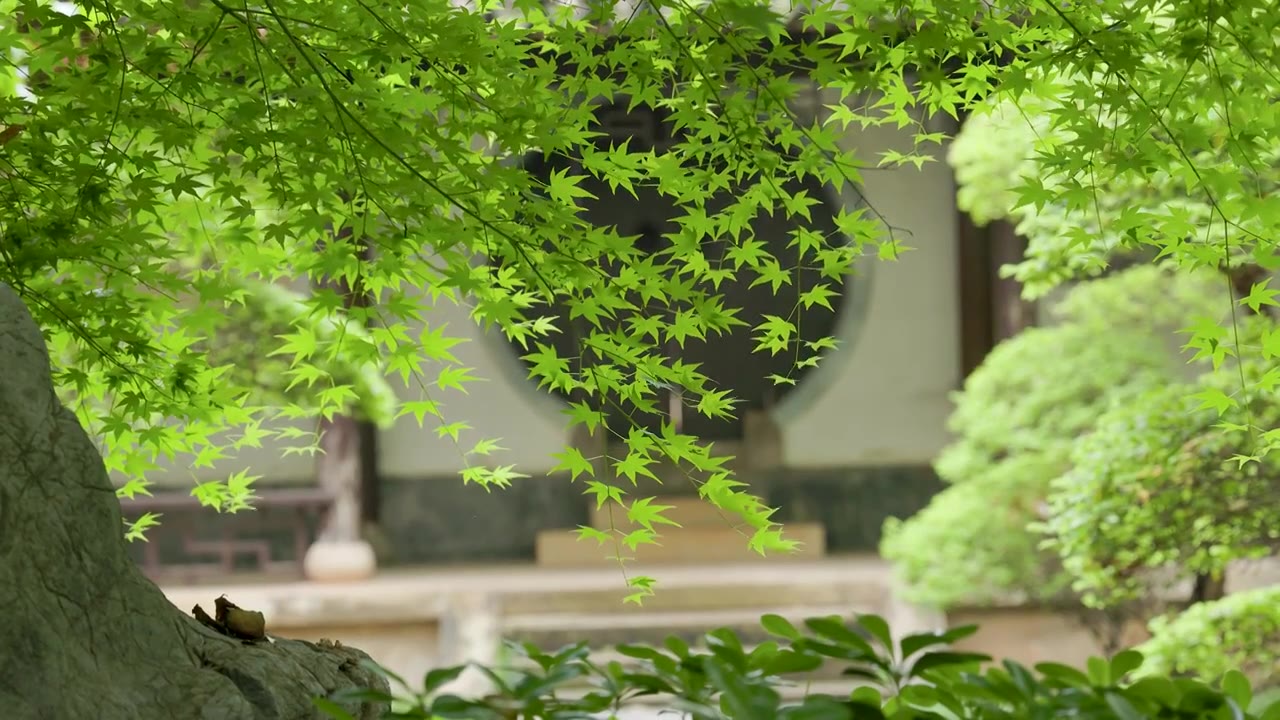绿色植被覆盖的中式园林视频素材