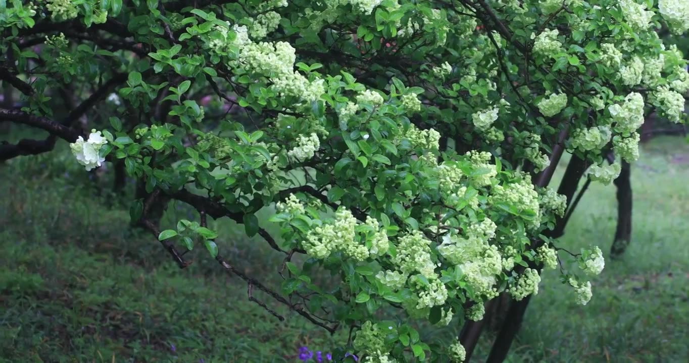 春雨绿绣球花绽放特写视频素材