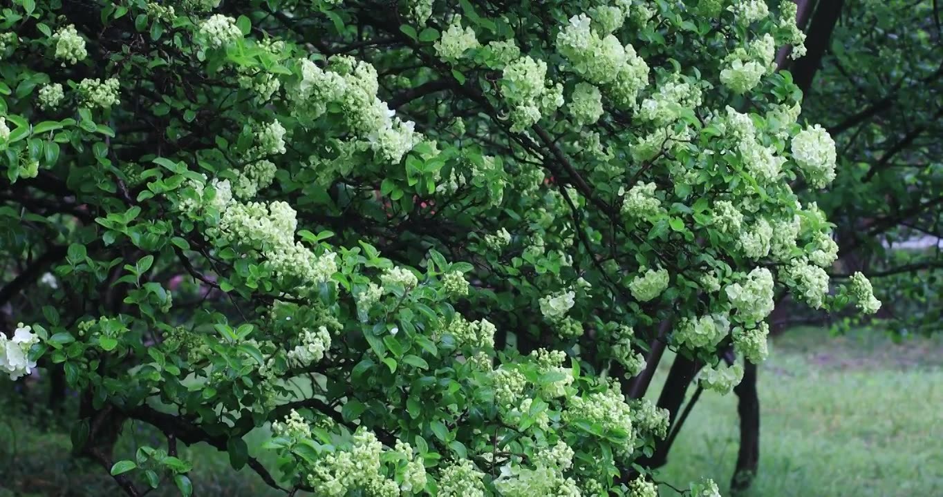 春雨绿绣球花绽放特写视频素材