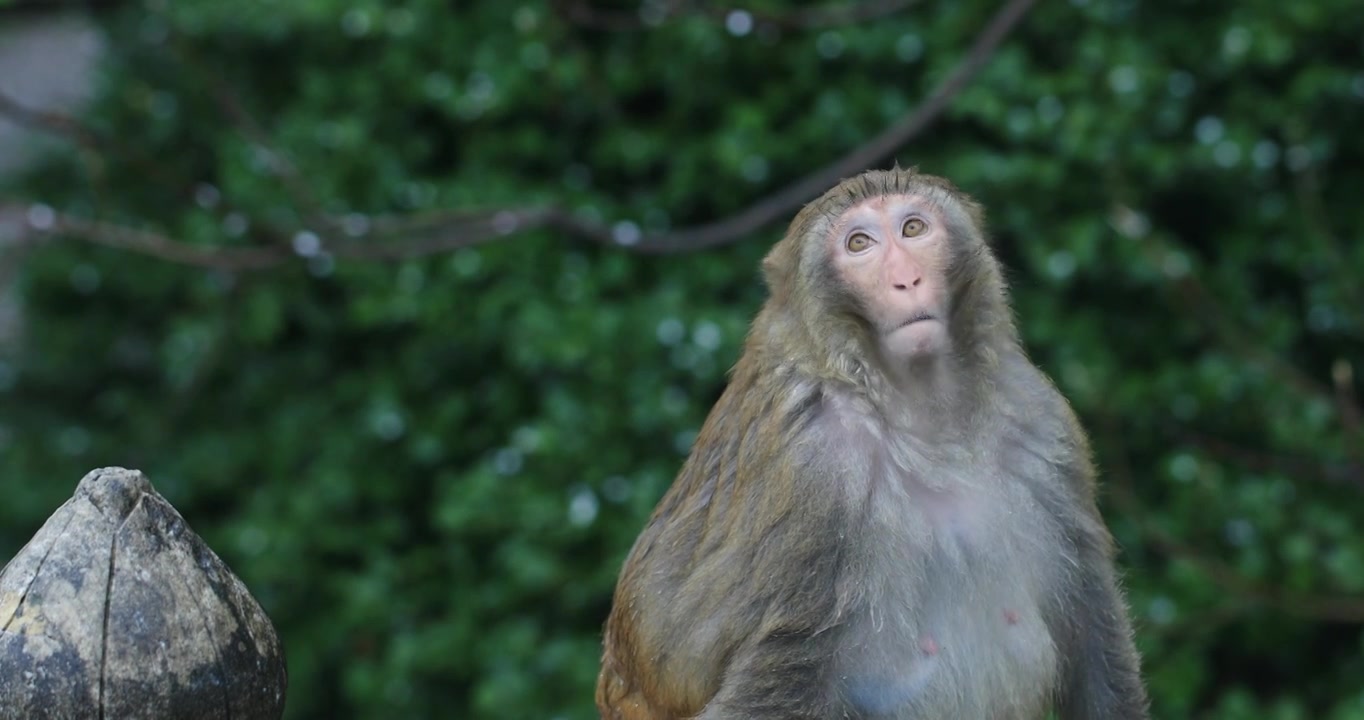 春天春雨樱花林中可爱的野猴子视频下载