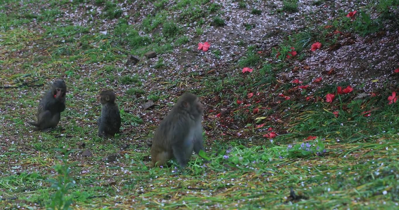 春天春雨樱花林中可爱的野猴子视频下载