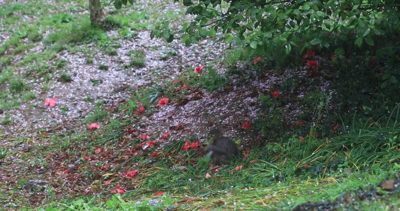 春天春雨樱花林中可爱的野猴子视频素材