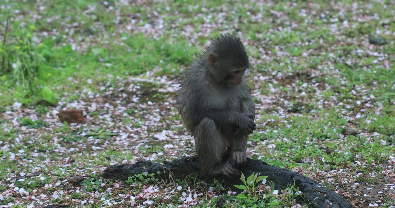 春天春雨樱花林中可爱的野猴子视频素材