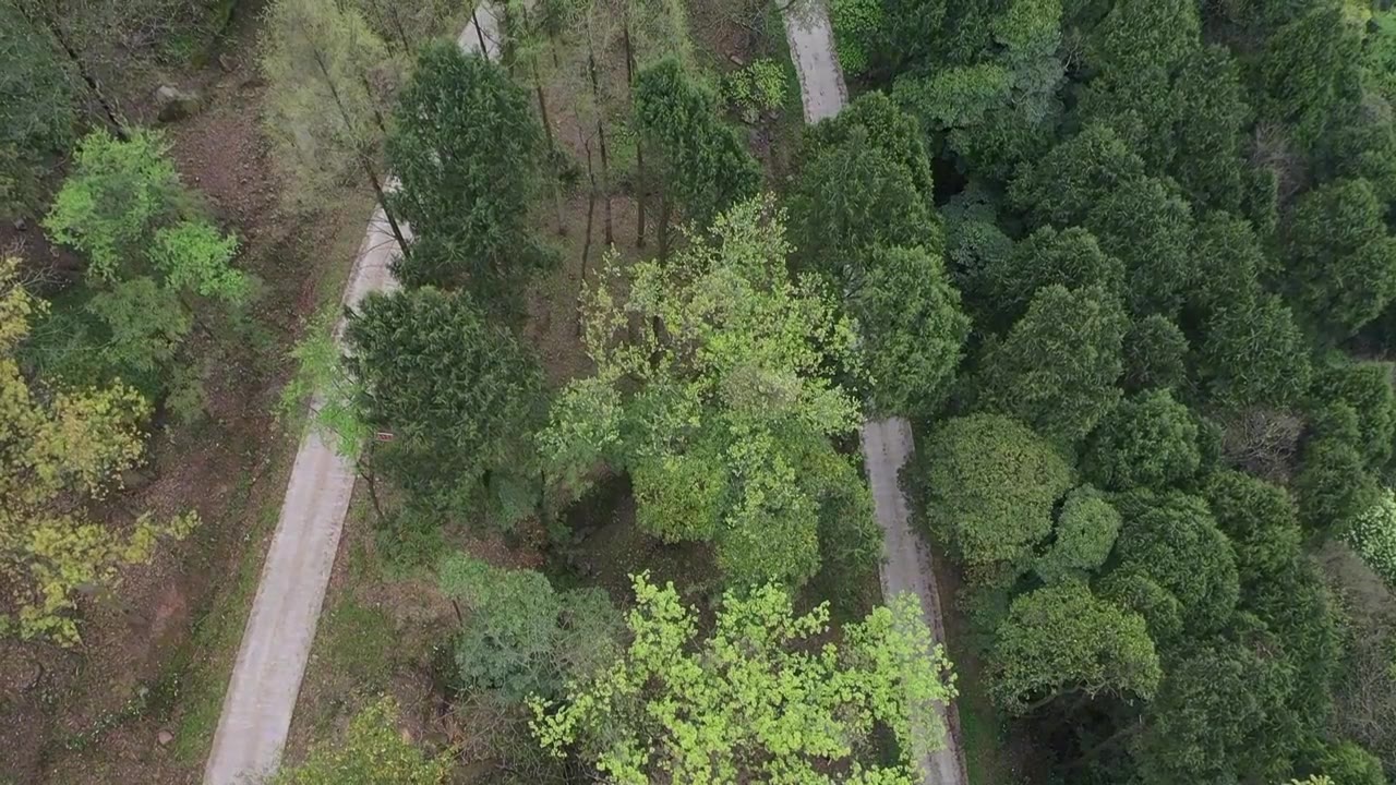 汽车驶过山林森林视频下载