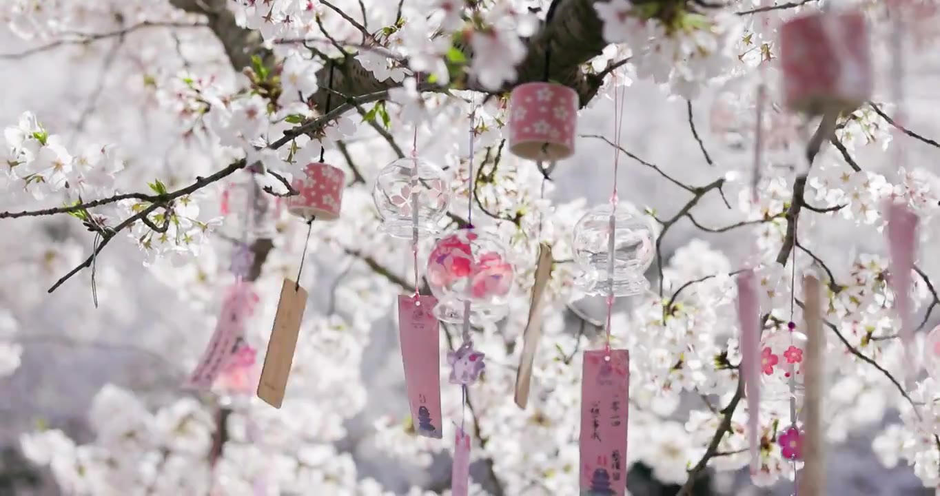 江苏省无锡市太湖鼋头渚风景区樱花和风铃风光视频下载
