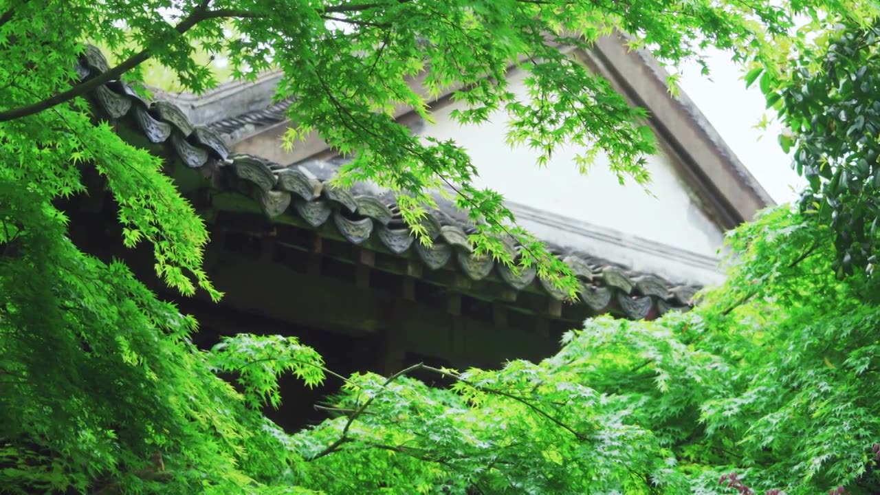 杭州西湖曲院风荷中国传统建筑下的绿色清新枫树枫叶视频下载