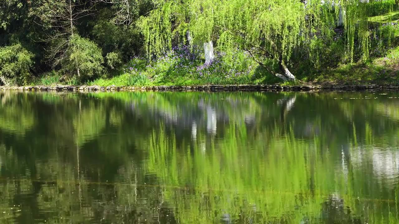 春天柳树柳枝在水中的倒影绿意氛围视频下载