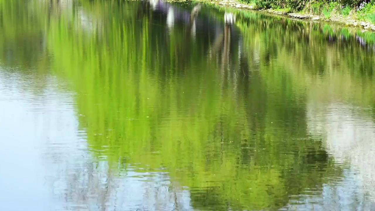 春天柳树柳枝在水中的倒影绿意氛围视频下载
