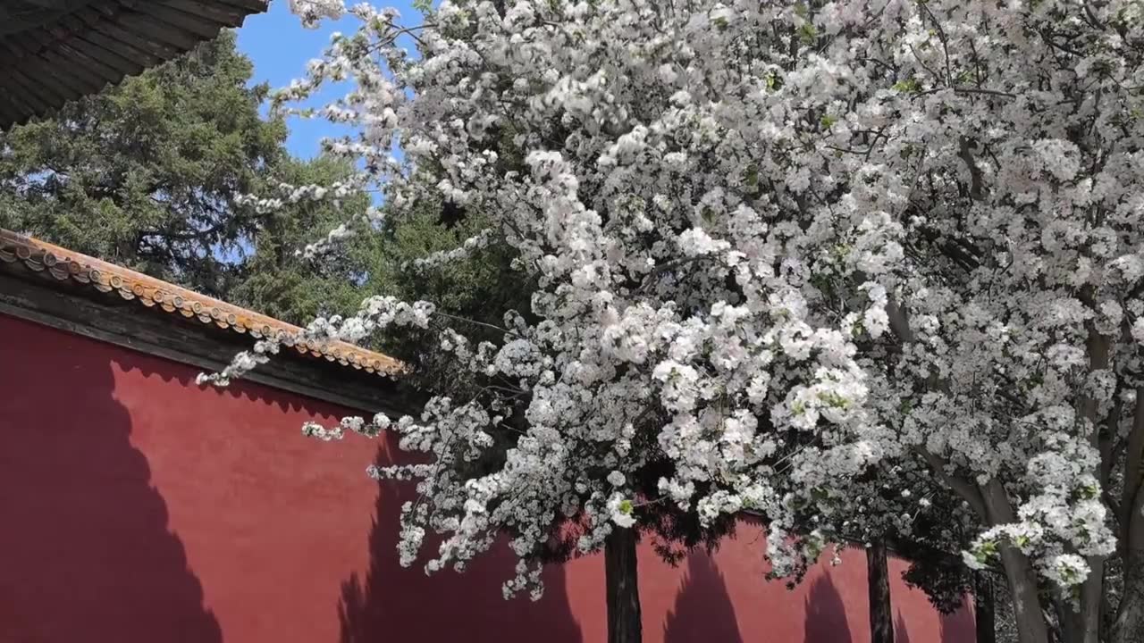 故宫文华殿红墙下盛开的海棠花实时视频视频素材