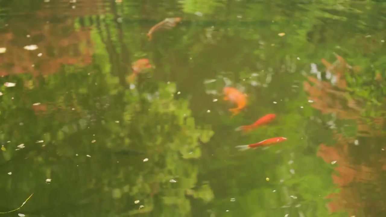 园林池塘中倒映的绿树和游动的锦鲤视频素材